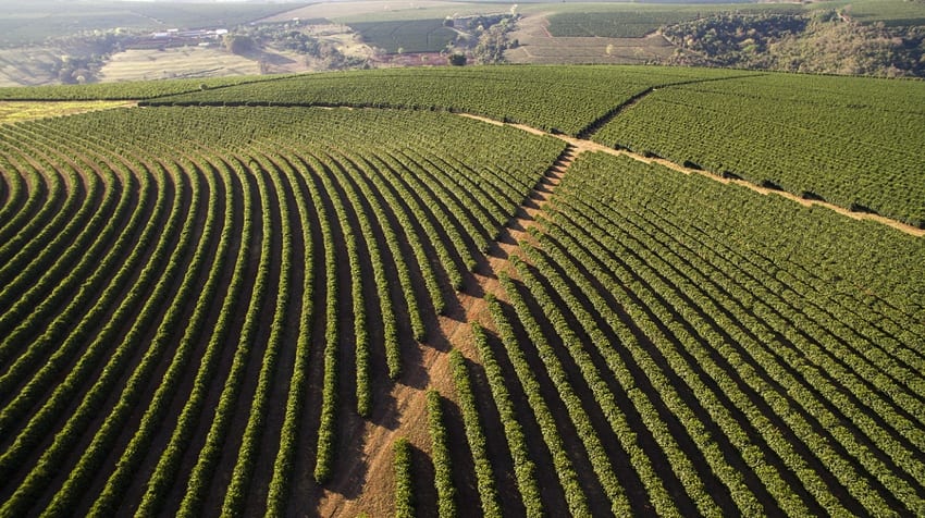 Coffee plantation in Brazil