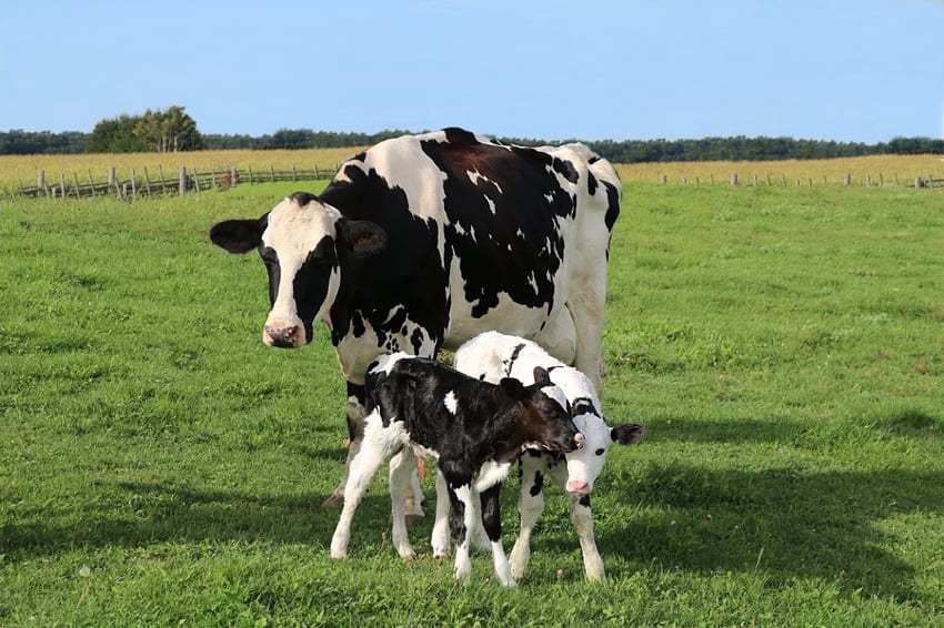 Happy cow with calves