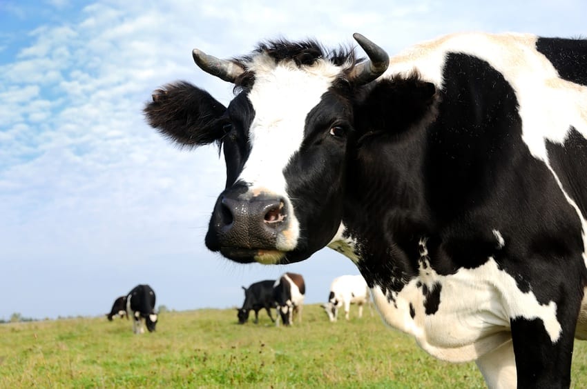 Cow