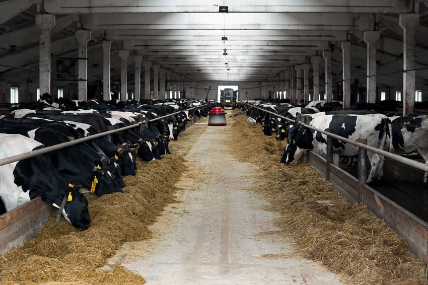 Dairy Farming