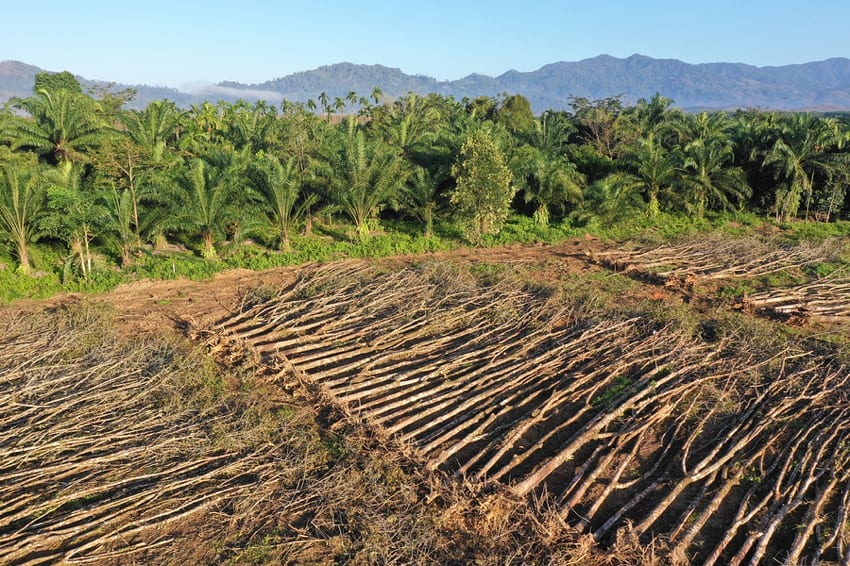 Deforestation Thailand