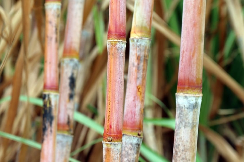 Plantation sugarcane