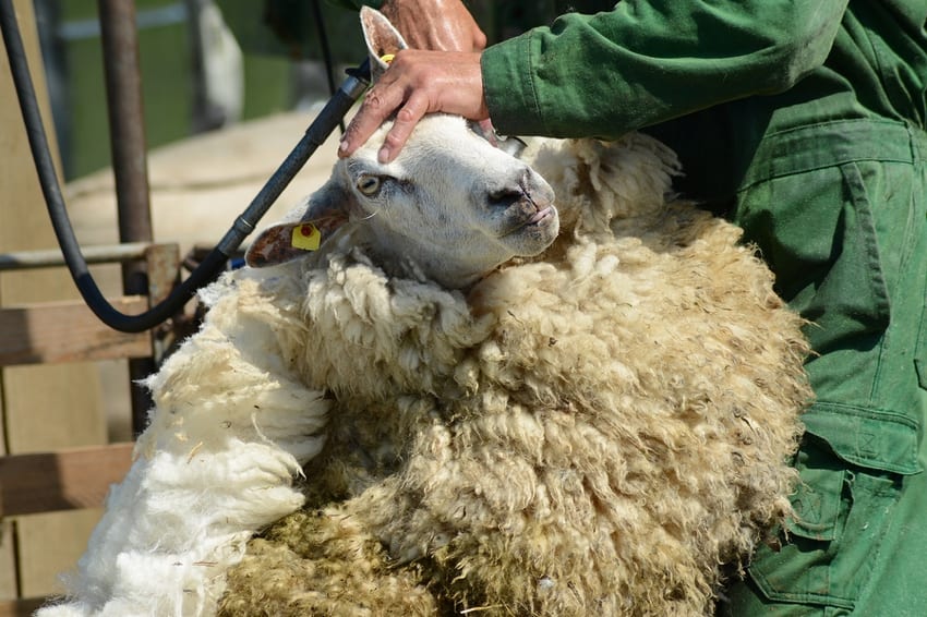 Sheep being sheared