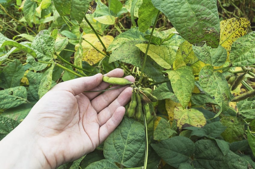 Soya Bean Plant