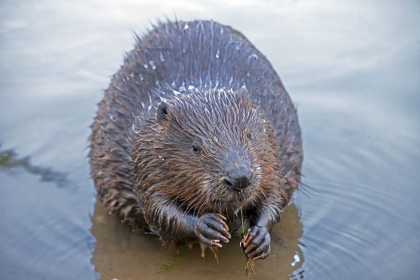 Beaver