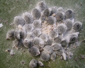 Cluster of Cochineal insects