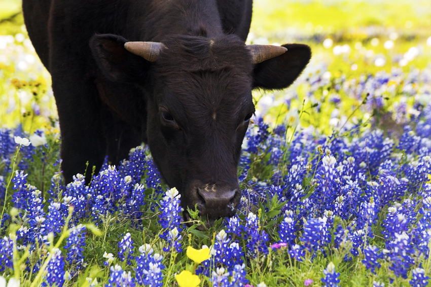 Cow peacefully grazing in the bluebonnets