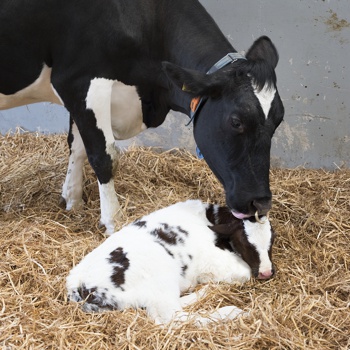 Cow with her calf