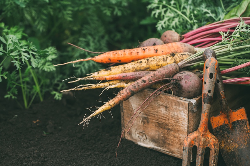 Root vegetables