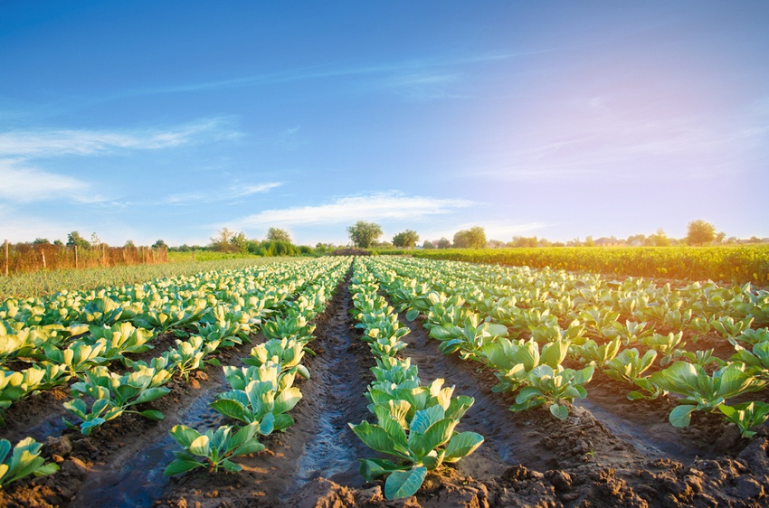 Vegetable Farming