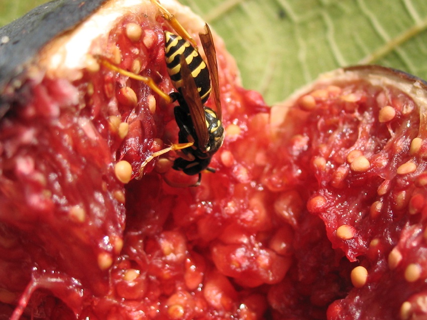 Fig Wasp