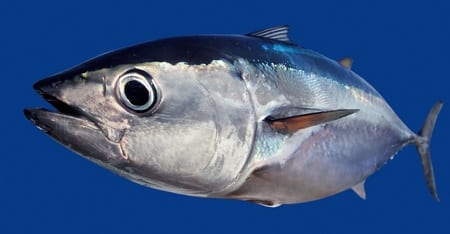 Bluefin Tuna