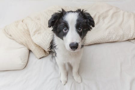 Pet Border Collie