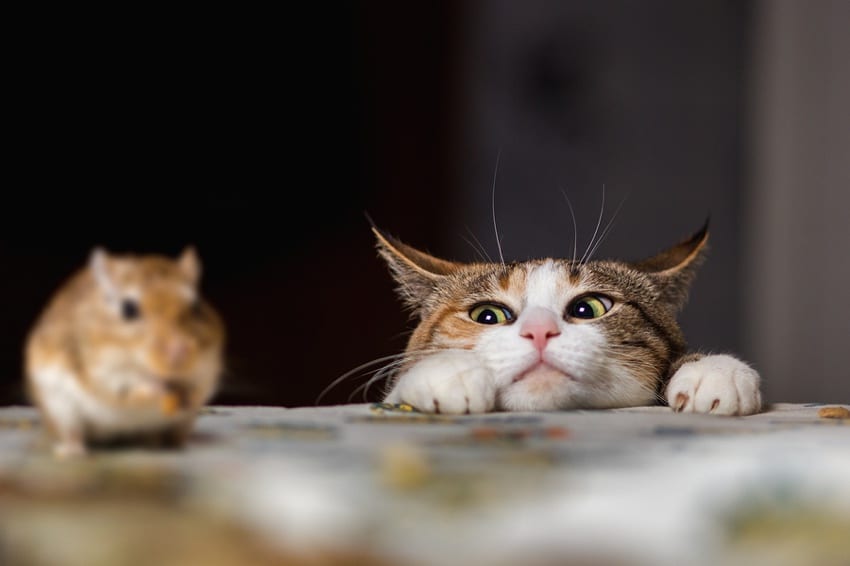 A cat hunting a gerbil