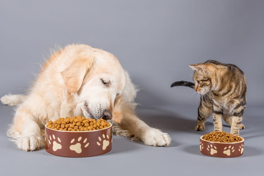 Dog & cat eating together