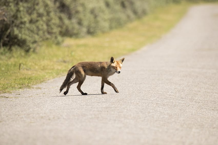 Fox crossing a road