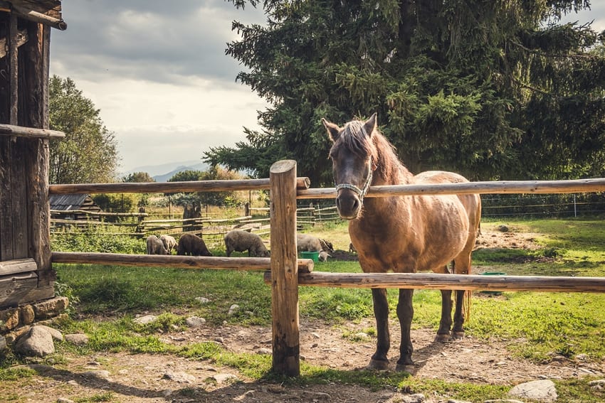 Horse behind a fence