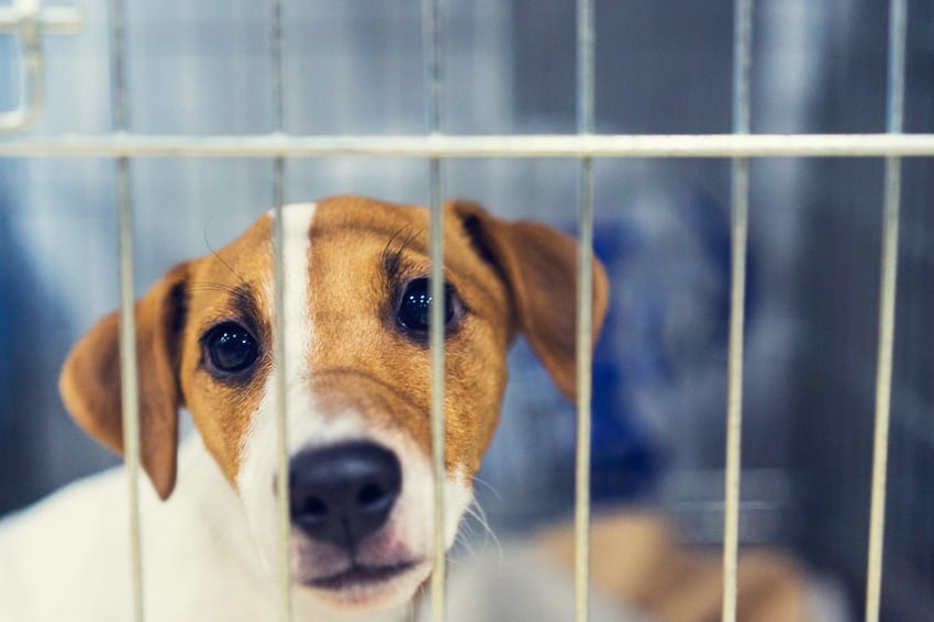 Rescue dog in cage
