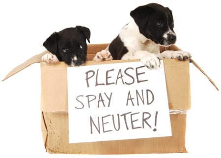 The important of spaying & neutering