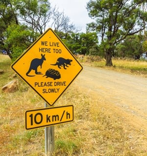 Road Crossing in Tasmania