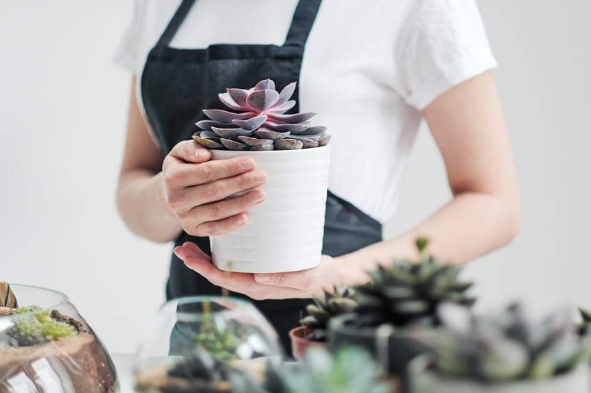 Sustainable cacti pots