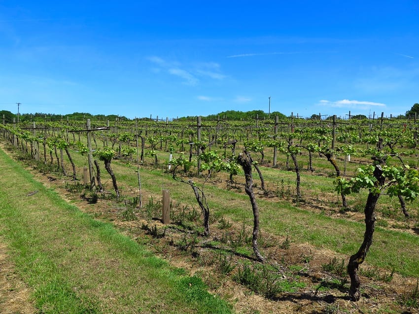 English vineyard in Kent