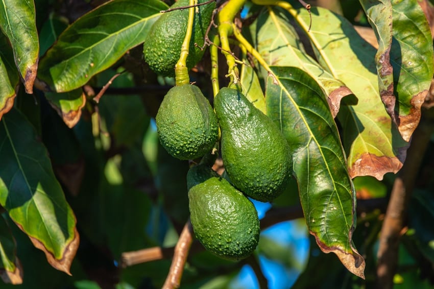Avocados growing on a tree