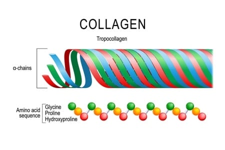 Collagen Molecular Structure