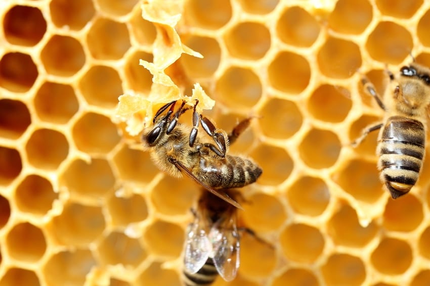 Honeybee making beeswax