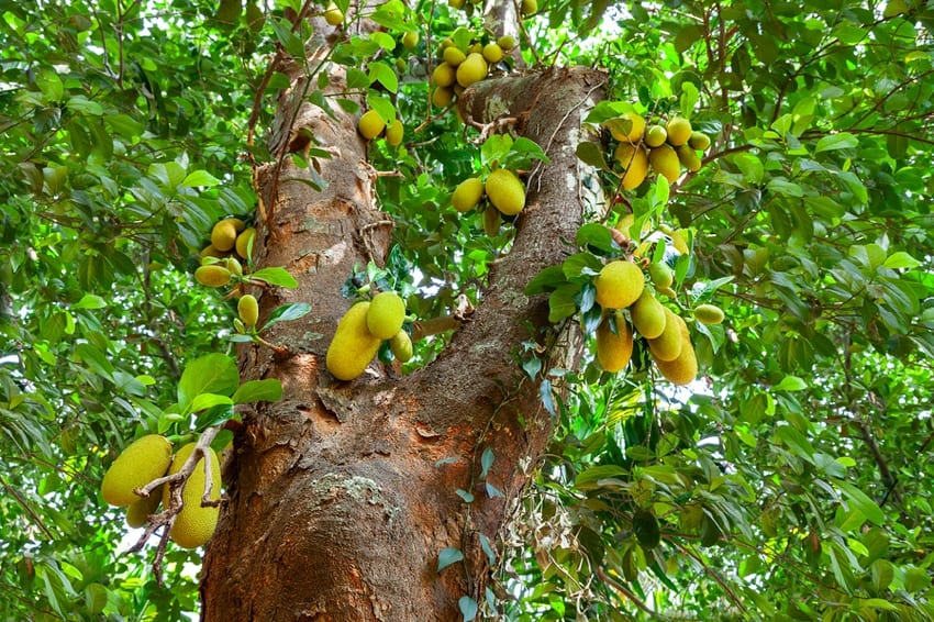 Jackfruit tree