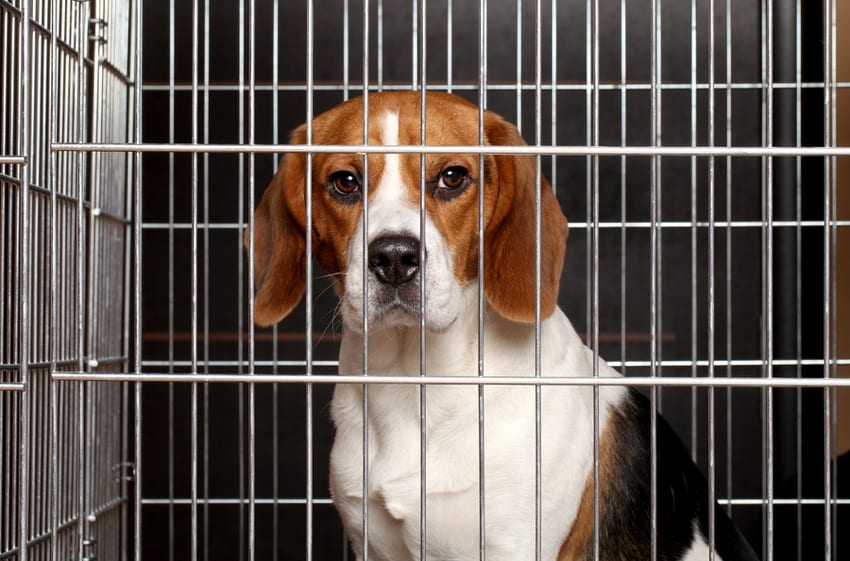 Beagle in a cage