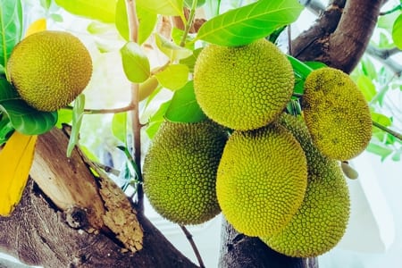 Young Jackfruit