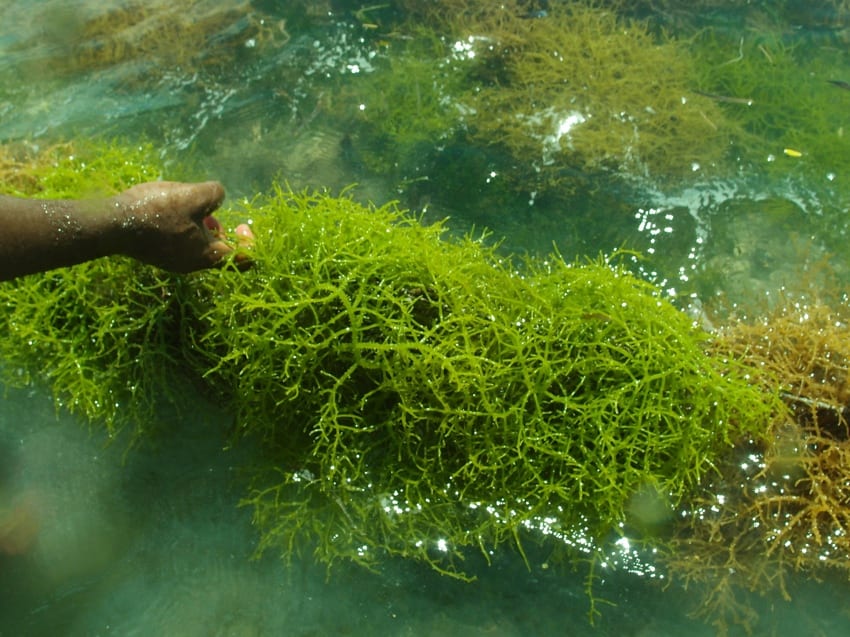 Carrageenan Seaweed