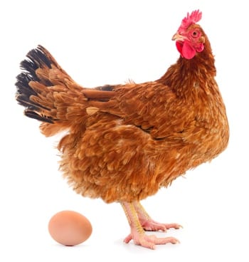 The great chicken vs egg debate