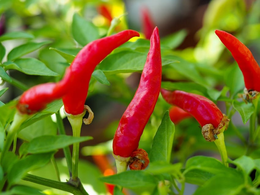 Chilli plant