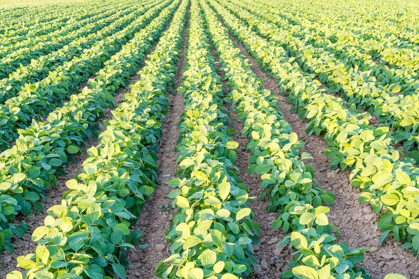 A genetically modified soy bean field