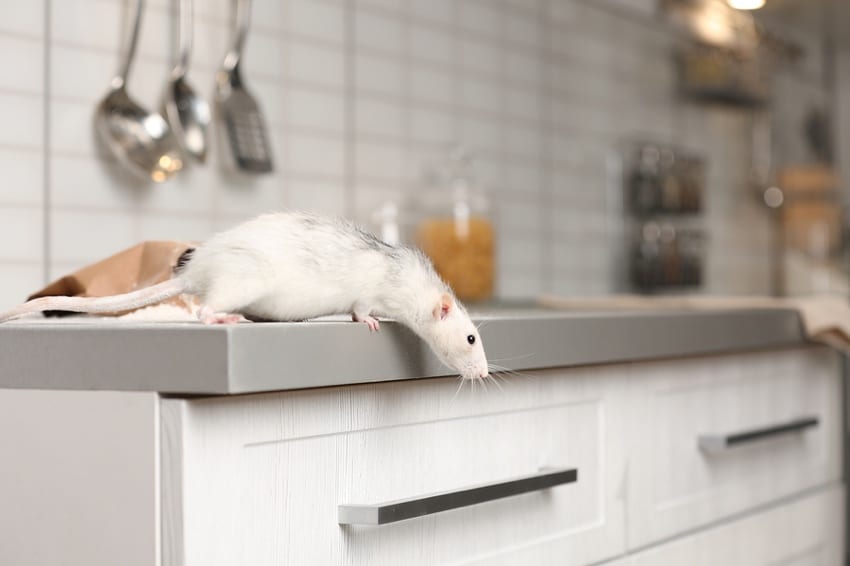 Rat on kitchen counter