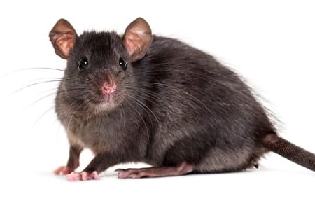 Vegan Pest Control Vegan Pest Control
