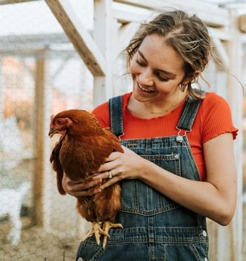 Rescue chicken