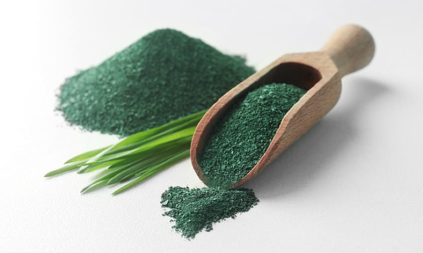 Spirulina algae powder