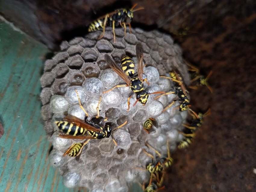 Wasp Nest