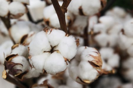 Cotton plant