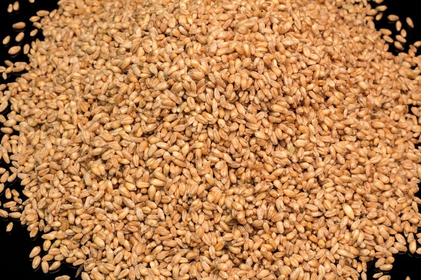 Durum Wheat