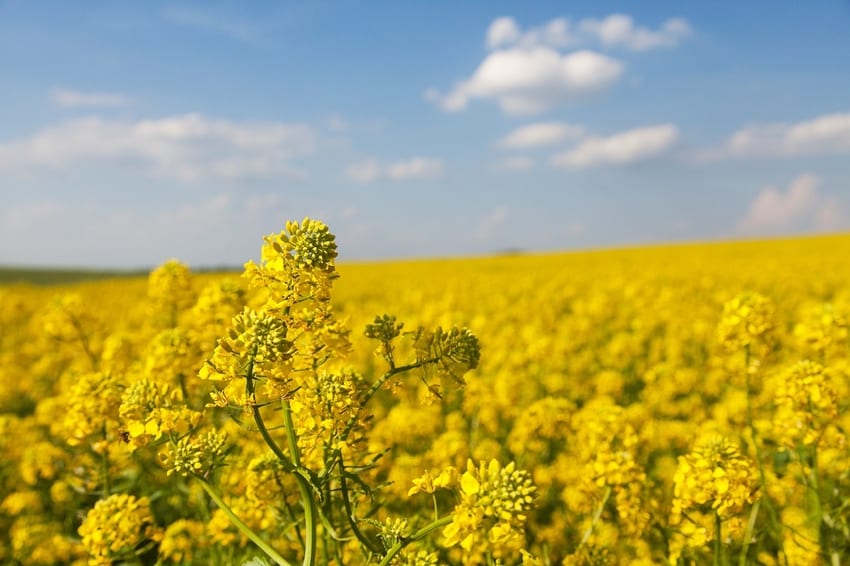 Rapeseed field