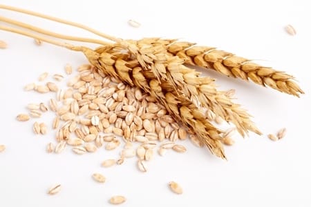 Wheat grains