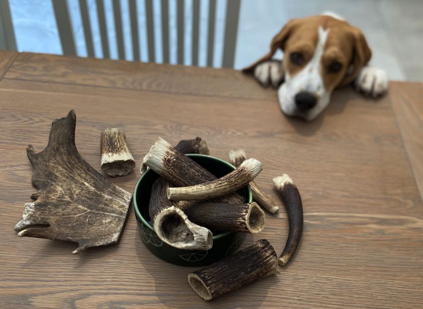 Antlers and beagle peering over table