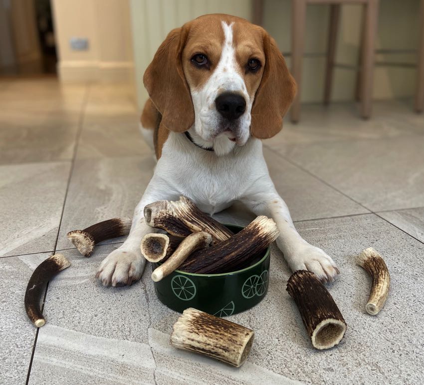 Beagle with deer antler dog chews