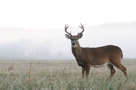 Deer antlers are naturally shed