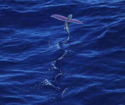 Flying fish