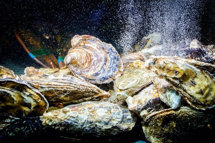 Live oysters in a tank